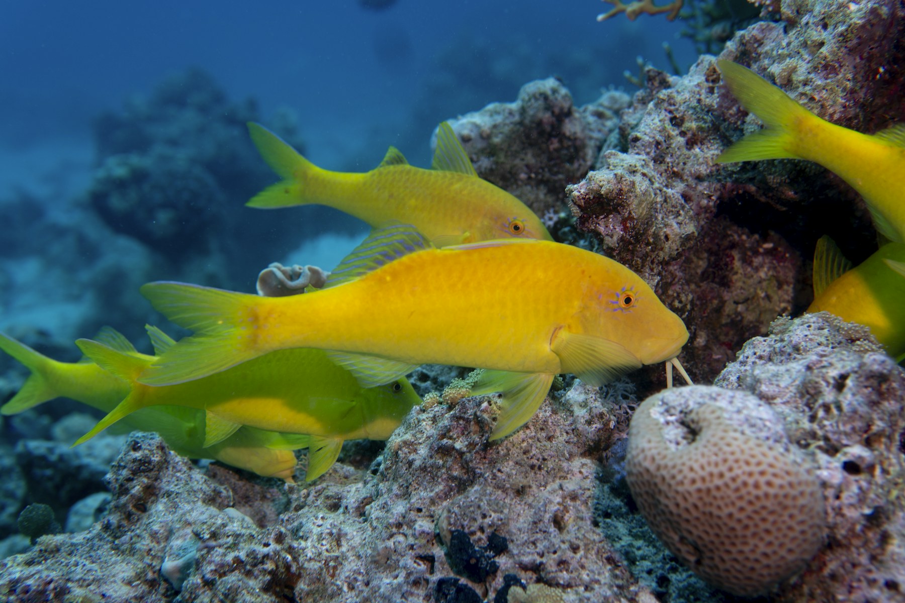 Yellow fish beside a coral reef near Hurghada
